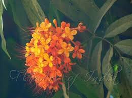 Pin On Seeta Ashok