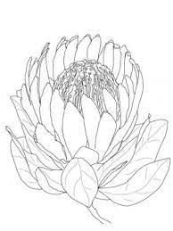 Various Type Of Flower Coloring Pages Free Coloring Sheets Protea Art Flower Drawing Protea Flower