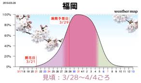 fukuoka sakura and ohanami guide 2019 fukuoka now