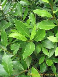 Echter Lorbeer Laurus Nobilis Ist Eine Mediterane Heil Und Gewurzpflanze Baumsamen Pflanzen Heilpflanzen