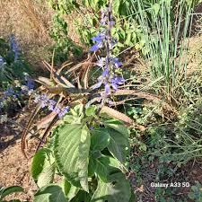 Image result for Coleus barbatus