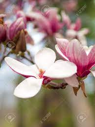Maybe you would like to learn more about one of these? Vibrant Early Spring Magnolia Flowers With Open Flowers And Buds Stock Photo Picture And Royalty Free Image Image 99779731