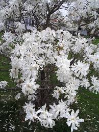 Royal Star Magnolia Flowering Trees Beautiful Flowers Planting Flowers