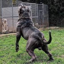 Pin By Peter John On American Bully American Bully Dogs Doggy