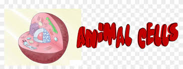Simple animal cell diagram unlabeled. Animal Cells Animal Cell Logo Hd Png Download 1407x469 5864294 Pngfind
