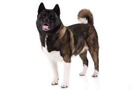 Dog Breeds Types Of Dogs American Kennel Club