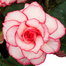 Fibrous begonias are the easiest of the three begonia types to start from cuttings, but you also might have success taking cuttings from some other types of begonias. Begonia Bulbs Picotee White Pink Spring Flower Bulbs Eden Brothers