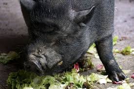 I fratelli withers allevano maiali con scarti alimentari che altrimenti finirebbero in discarica. Alimentazione Maiali Cosa Mangiano I Suini In Allevamento