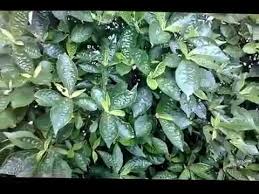 Pun begitu, melalui perkongsian daripada seorang wanita berbangsa cina ini 20 ke 30helai daun pecah beling yang dikeringkan 1x pek gula sarang lebah 2x biji luo han guo 4 litre air. Tanaman Keji Beling Pecah Beling Youtube