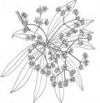 Image result for Rauvolfia afra