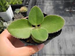 Image result for Kalanchoe velutina