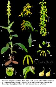 Image result for Habenaria dregeana