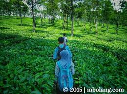 Selain pesona alamnya yang menarik, proses memetik dan mengolah teh juga jadi daya tarik tersendiri. Kebun Teh Wonosari Lawang Malang Indo Blog Net