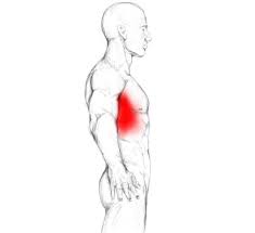 Consist of three layers of muscles external, internal, and innermost layer they combine to fill the space between the ribs. Serratus Anterior Muscle Pain Trigger Points
