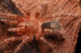 Instead, it's a very dark blue/black that is especially noticeable after molting (the regular color form is a dull brown). Chaco Golden Knee Tarantula Care Snaketracks Com