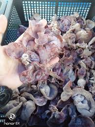 Cendawan segar (shiitake, tiram dan telinga kera) 3. Fast Selling Bongkah Cendawan Jeli Hitam Telinga Kera Matang Tanam Cendawan Segar Di Rumah Sendiri Muda Shopee Malaysia