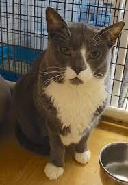 Adopt Olive Oyl On Petfinder Cats Cat Adoption Pet Adoption