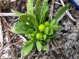Image result for Polygala xanthina