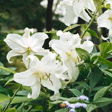 When planting, place the bulb about 6 inches deep. Easter Lily Plant Care Growing Guide
