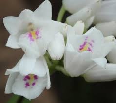 Image result for Neobolusia