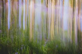 Image result for intentional camera movement