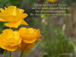 78 bible verses about plants. 49 Free Spring Wallpaper With Scripture On Wallpapersafari