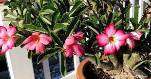 Desert rose branches naturally, creating an attractive treelike house plant. Aphids On Desert Rose Killing Aphid Pests On Desert Rose