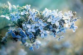 A Visual Guide To The Most Popular Types Of Hydrangeas Types Of Hydrangeas Summer Hydrangeas Big Leaf Hydrangea