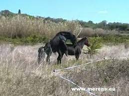 Pourtant, à 38 ans, ce passionné estime qu'il ce romantique aime la nature et la vie à l'extérieur, mais il lui manque l'amour de sa vie à ses côtés. Cheval De Merens Video Dailymotion