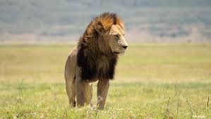 10 Amazing Lion Facts - USTOA Blog