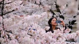 Many visitors come to view the cherry blossoms 4. Japan Cherry Blossom Season Wilted By The Coronavirus Pandemic Bbc News