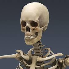 Human Nervous Skeleton Skull 3d Model Human Skeleton And Nervous System With Brain Anatomy By Cgshape Female Anatomy Human Skeleton Anatomy