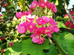 Image result for Dombeya lastii