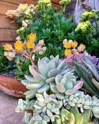 Root rot is seen in both indoor plants, such as houseplants, and in outdoor plants such as trees. Plant Of The Month Archive Echeveria Prolifica Infinite Succulent