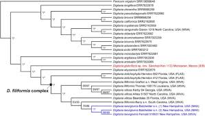 Image result for Digitaria monodactyla