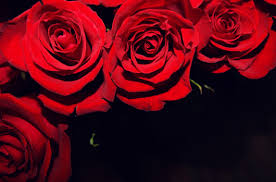 We did not find results for: Red Flower Black Backgrounds Wallpaper Cave