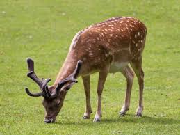 We did not find results for: What To Feed Deer What Do Deer Eat Visit Feed That Game