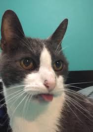 Pin On Cat S Kitten S 1