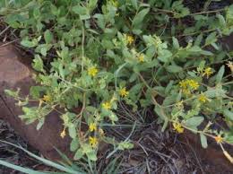 Image result for Triumfetta digitata