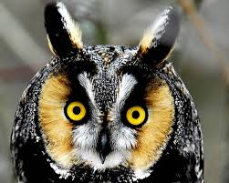 Free Owl Wallpaper Download Wallpaper And Background Animals Town See more ideas about owl background, owl, owl wallpaper.