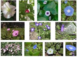 Image result for Convolvulaceae