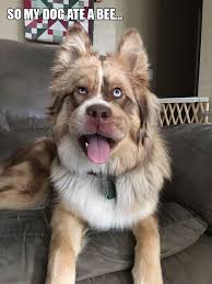 Poor Dogs Who Tried To Eat Bees Funny Animal Pictures Funny Dog Pictures Funny Animals