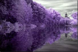 Purple front door color suggestions | pretty purple door. Free Download Purple Trees 500x335 For Your Desktop Mobile Tablet Explore 68 Purple Tree Wallpaper Wallpaper With Trees Hd Tree Wallpaper