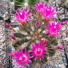 Image result for Neobolusia