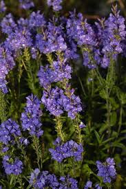 Image result for Veronica abyssinica