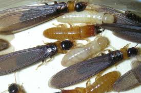 We recommend a pre purchase building and timber pest inspection be carried out before every house purchase to avoid costly repairs at a later date. Termite Inspection And Control In Australia Aus Inspections