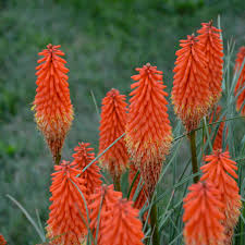Image result for Kniphofia princeae