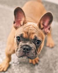 57,534 likes · 2,929 talking about this. Paws Chicago French Bulldog Update The French Bulldog Facebook