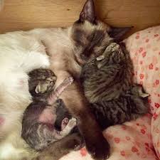 Rescue Siamese Cat Gives Birth To Four All Stripey Tabbies Cats Tabby Kitten Siamese Cats