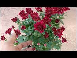 How To Take Care Of And Grow Chrysanthemums Guldaudi In Hindi Sevanthige In Kannada Youtube Chrysanthemum Care Plant Hacks Chrysanthemum